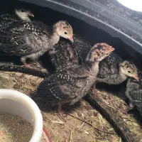 لاری وایام سمانی وجوجه|حیوانات مزرعه|شیراز, وزیرآباد|دیوار