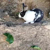 خرگوش نر و ماده