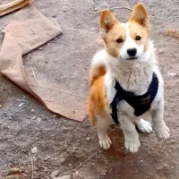 سگ پاکوتاه گوش تیز