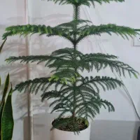 گل کاج مطبق سالم و سرحال