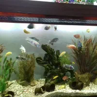 آکواریوم بزرگ