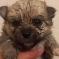 توله پودل کراس|سگ|وحیدیه, |دیوار