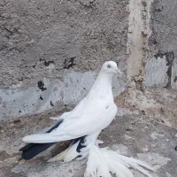 تعدادی کبوتر|پرنده|خسروشاه, |دیوار