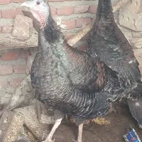 بوقلمون ماده و نر|حیوانات مزرعه|خسروشاه, |دیوار