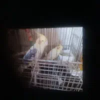 فروش عروس هلندی|پرنده|کاشان, یزد‌آباد|دیوار