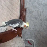 عروس هلندی یک ماهه