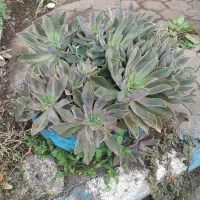 گل ساکولنت خورشیدیا