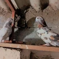 کفتر تهرانی|پرنده|خرم‌آباد (تنکابن), |دیوار