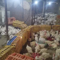 یک نفر کاریگر واسه مرغ پرکنی