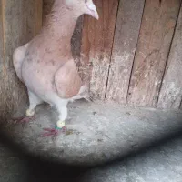 کفتر خطی|پرنده|الوند, |دیوار