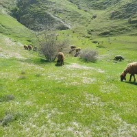 فروش‌دوراس‌میش‌بابره