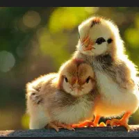 واگذاری رایگان خرگوش همستر خوکچه هندی پرندگان