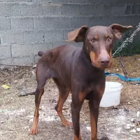 سگ دوبرمن|سگ|فومن, |دیوار