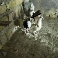 3تاش باهم 400|پرنده|شیروان (خراسان), |دیوار