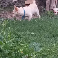 سگ پاکوتاه فحل