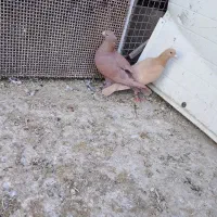 ۵جفت نر ماده