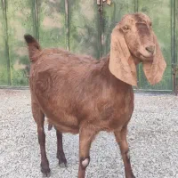 فروش ۱راس بز ابستن|حیوانات مزرعه|شیراز, داریون|دیوار