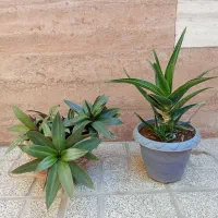 گل شاخ بزی و موسی در گهواره