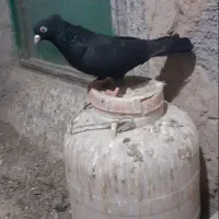 کبوتر|پرنده|شیروان (خراسان), |دیوار