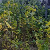 انواع نهال|خدمات باغبانی و درختکاری|شیراز, عادل آباد|دیوار