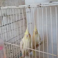 جونه عروس لوتینو سرلاکی|پرنده|خواف, |دیوار