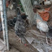 جوجه طبیعی اصل
