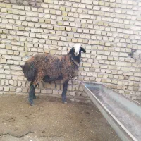 قوچ شال|حیوانات مزرعه|دشتابی, |دیوار
