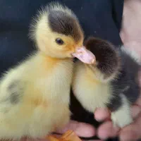 فروش تعدادی جوجه اردک اسراییلی