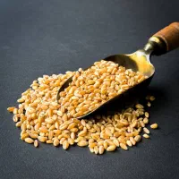 فروش استثنایی گندم میهن با کیفیت ممتاز|عمده‌فروشی|اهواز, زندوکیلی|دیوار