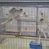 فروش قناری های خانگی|پرنده|اردکان, |دیوار