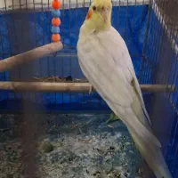 عروس هلندی|پرنده|شاهینشهر, شهرک سایت|دیوار