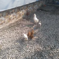 حیوانات مزرعه