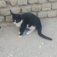 دوتا بچه گربه ناز تاکسیدو برای سرپرستی|گربه|خرم‌آباد, |دیوار