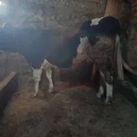 گوساله درجه یک نر|حیوانات مزرعه|تیکمه داش, |دیوار