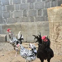 مرغ خروس گلین اصیل و مرغ ایام سمانی|حیوانات مزرعه|کاکی, |دیوار