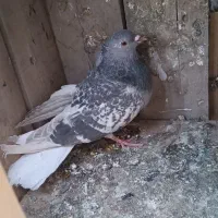 کفتر کله سفیدکربلایی زاغ دم سفید سرخ. افغانی رنگی|پرنده|باقرشهر, |دیوار