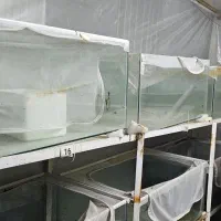 اکواریوم با پایه|ماهی|مشهد, دانشجو|دیوار