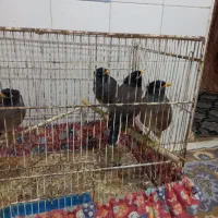 مرغ مینا 3ماهه