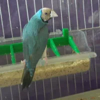 دو جفت گلدین آبی و سیلور و زرد|پرنده|تبریز, |دیوار