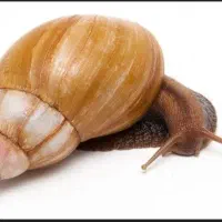 حلزون زنده جهت حلزون تراپی|خزنده|کرمان, |دیوار