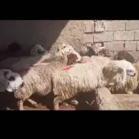 میش|حیوانات مزرعه|شیراز, رحمت‌آباد|دیوار