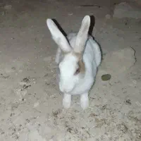 خرگوش