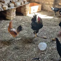 فروش مرغ و خروس محلی از چند نژاد|حیوانات مزرعه|شیراز, ماه فیروزان|دیوار