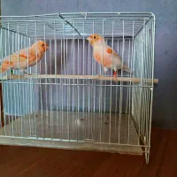 قناری رسمی بلند و رد فکتور و موزائیکی و رسمی