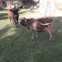 گاوشکمدارگوساله نرچالوسی