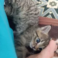 واکذاری رایگان گربه