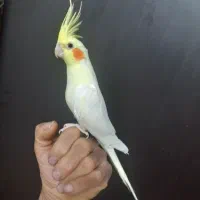 ۲ عدد عروس هلندی جفت لوتینو مولد