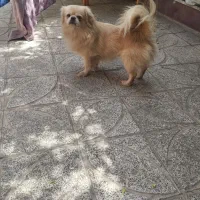 واگذاری پیکینیز امپریال نر ماده|سگ|تهران, هاشمی|دیوار