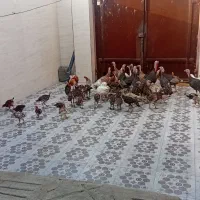 بوقلمو جنت مکان|حیوانات مزرعه|شوشتر, |دیوار