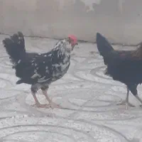 ۸عدد جوجه و خروس ...